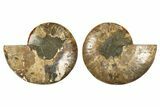 Cut & Polished, Agatized Ammonite Fossil - Madagascar #308681-1